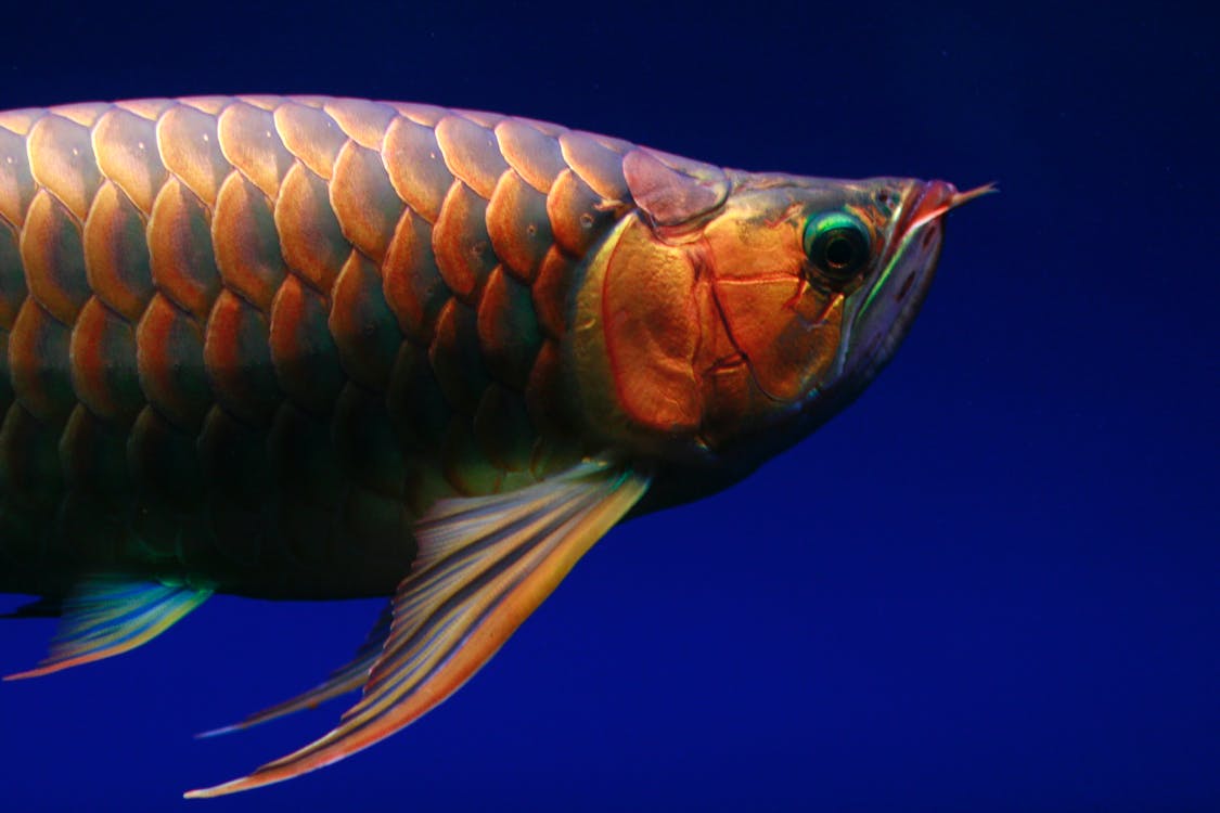 ikan arwana mahal